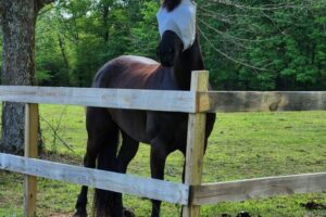 1000002490 1000002490