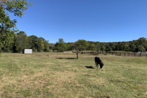 kbar-pasture-640x480 kbar-pasture-640x480